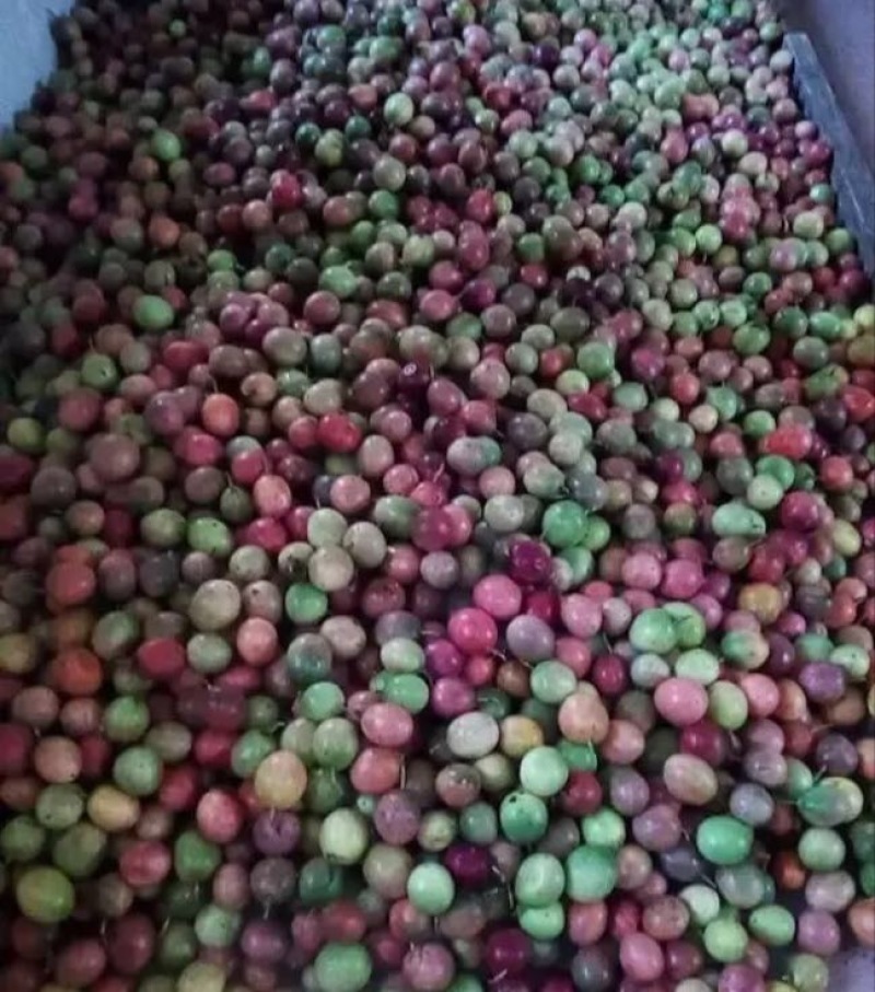百香果60~70g紫果