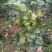 茶花50~80cm