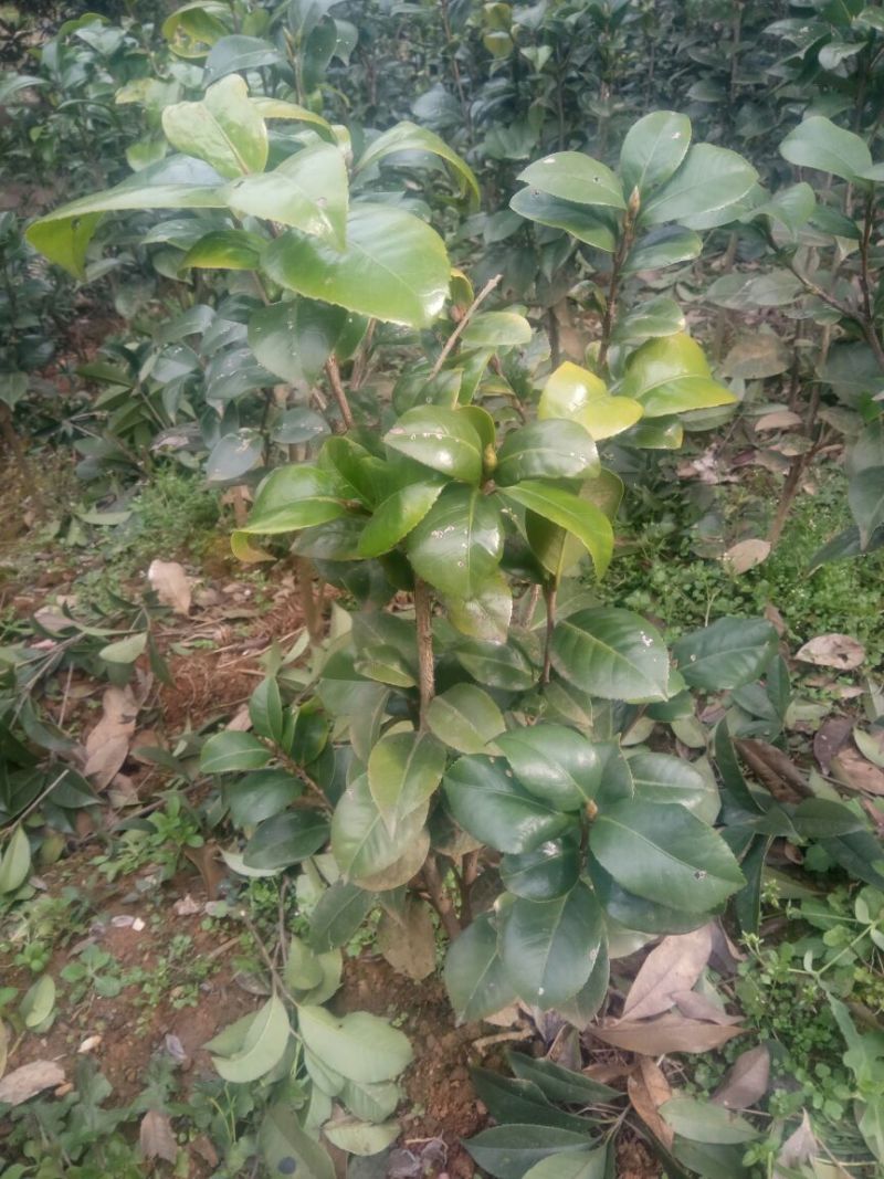 茶花50~80cm