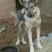 狼青犬公母任选狼青幼犬出售德牧幼犬任意挑选