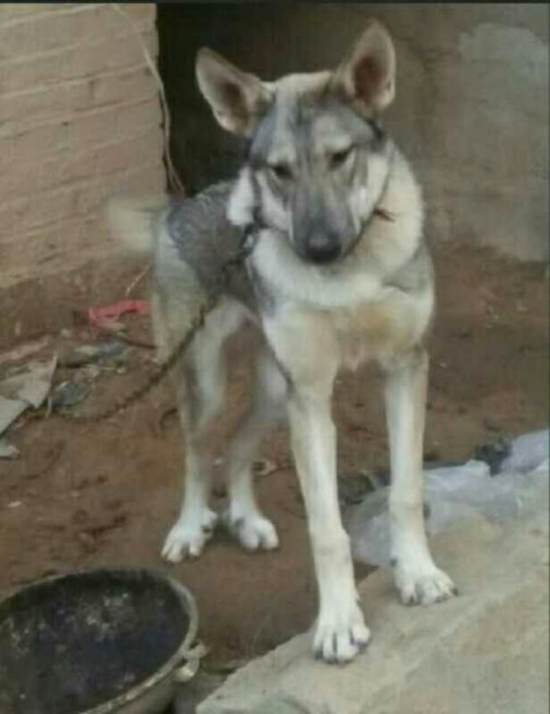 狼青犬公母任选狼青幼犬出售德牧幼犬任意挑选