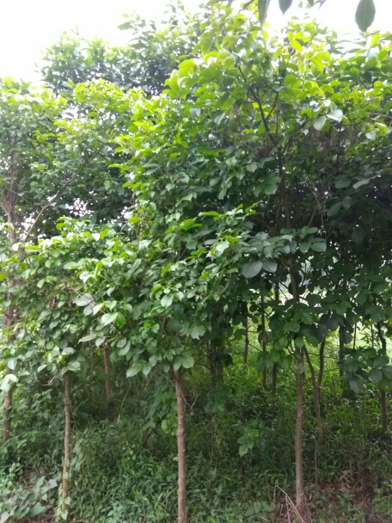 木棉12~14cm3.5~4m