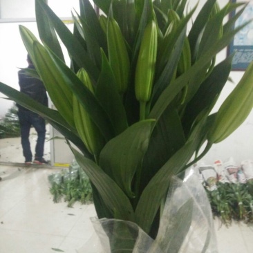 荷兰百合4以上