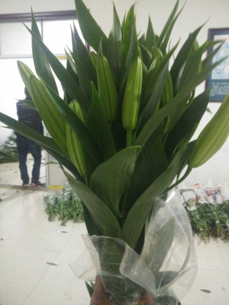 荷兰百合4以上