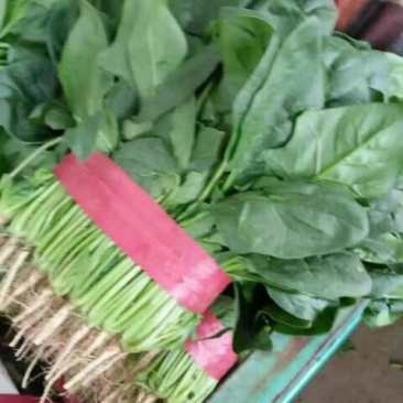 大叶菠菜20~25厘米