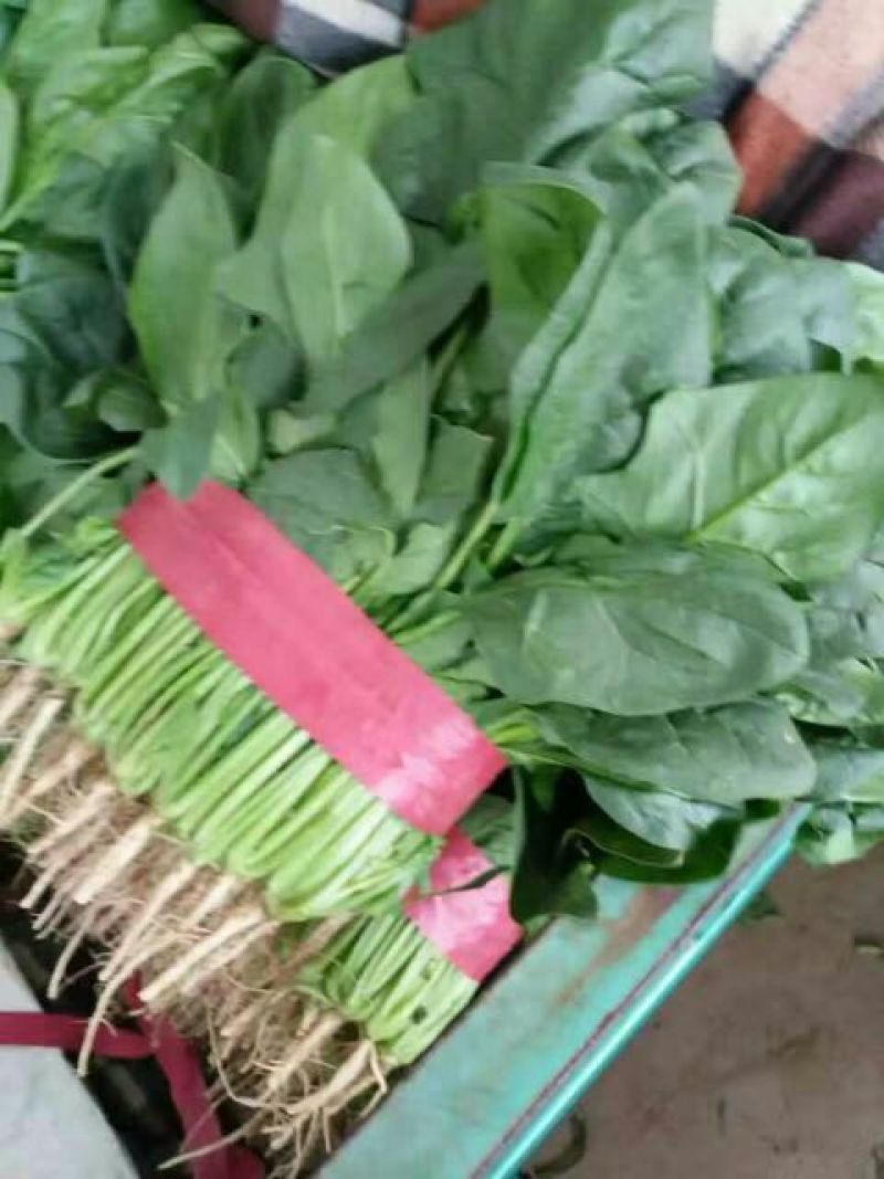 大叶菠菜20~25厘米