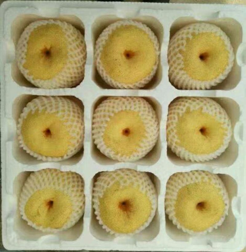 酥梨200~250g光果