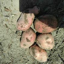 青薯168号土豆4两以上精品高原土豆