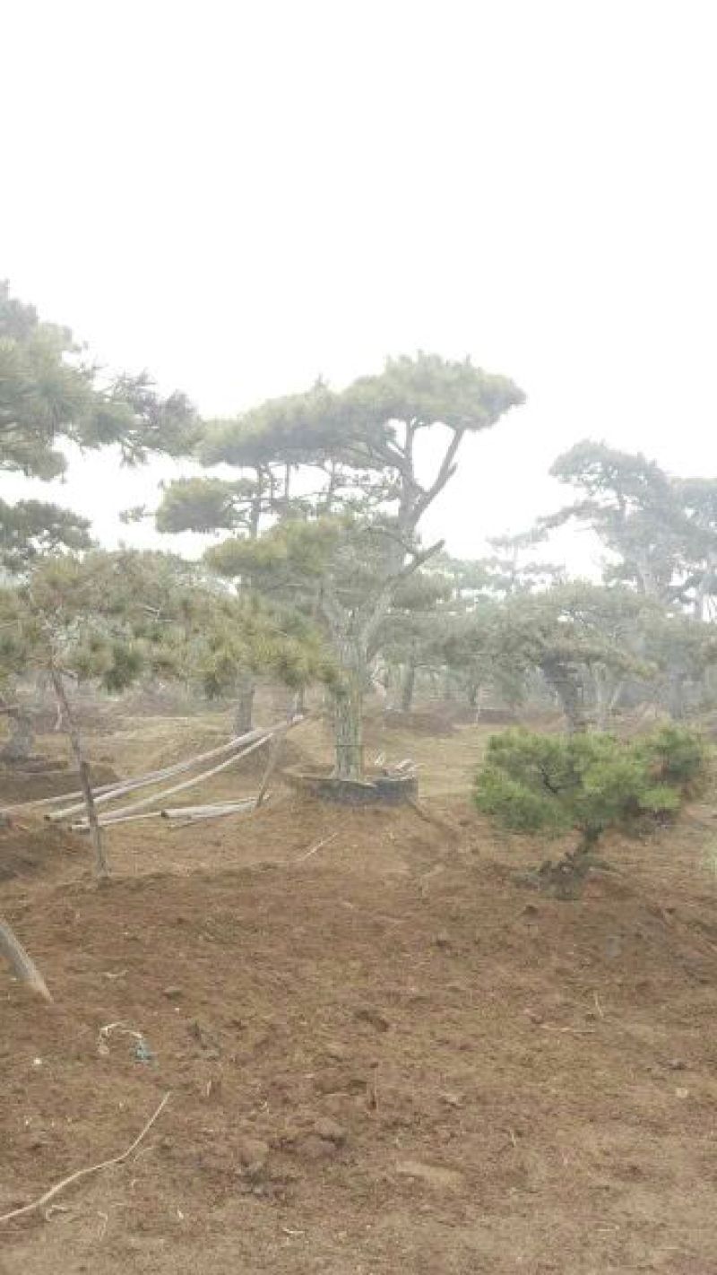 造型松14公分冠幅3米高度3米旺运苗木中心有300棵精
