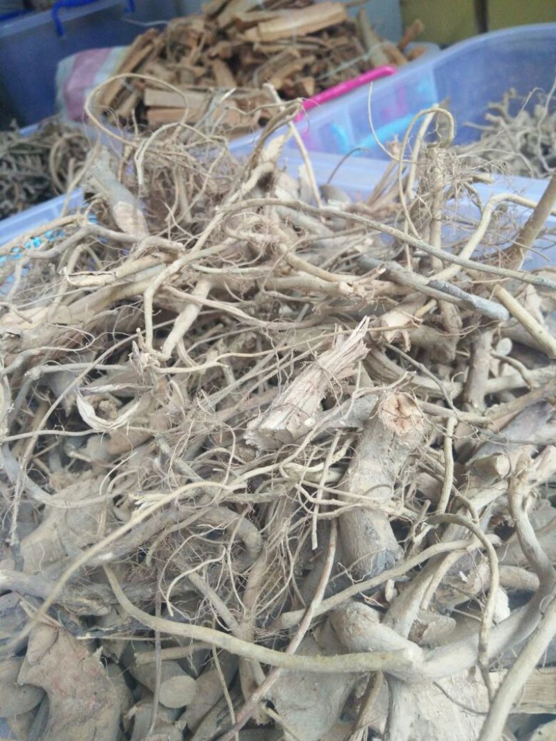 牛奶根