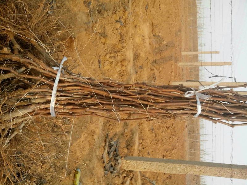 盆栽葡萄30~50cm