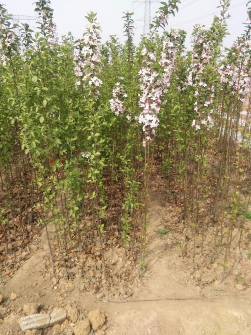 海棠苗北美海棠，西府海棠，大量出售。需要的联系。