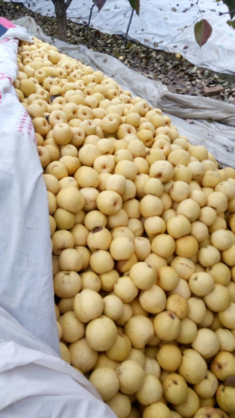 砀山梨300~350g光果