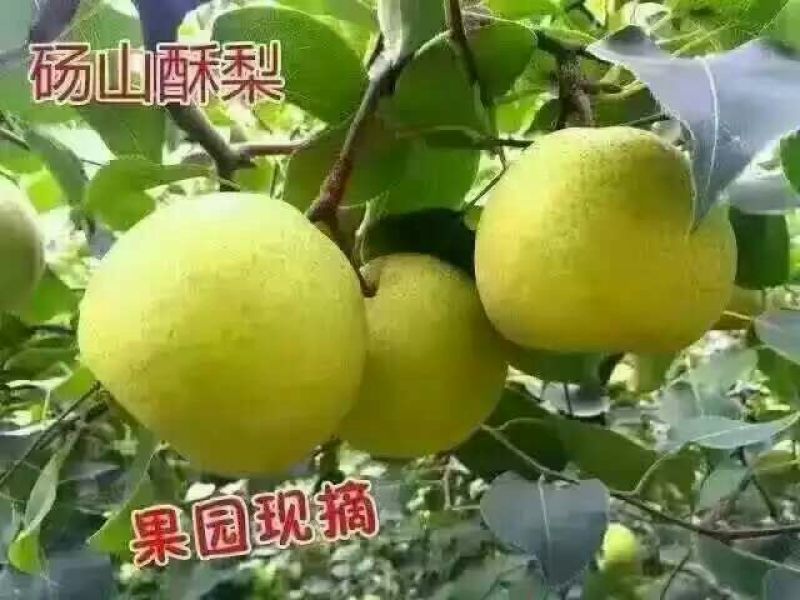 酥梨450~500g光果
