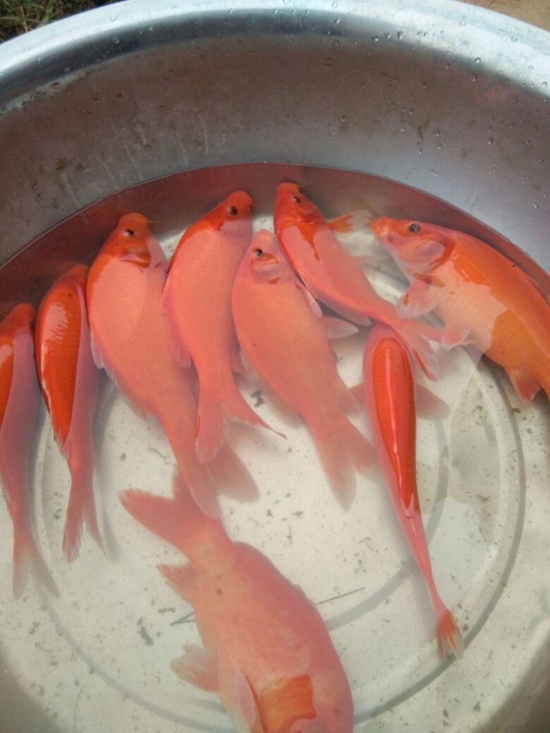 红鲤水花