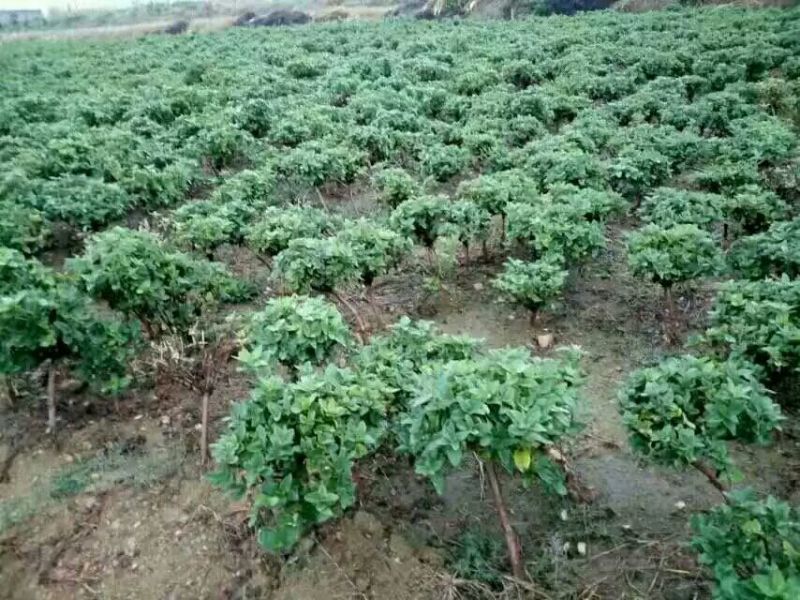 金银花苗规格全基地直销欢迎选购