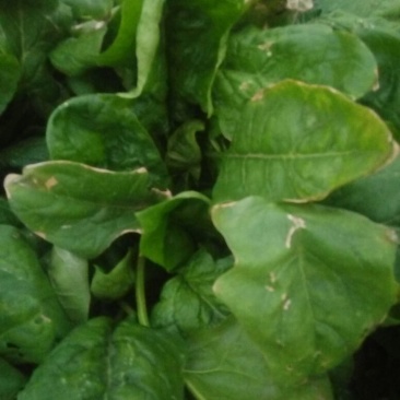 大叶菠菜20~25厘米