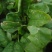 大叶菠菜20~25厘米