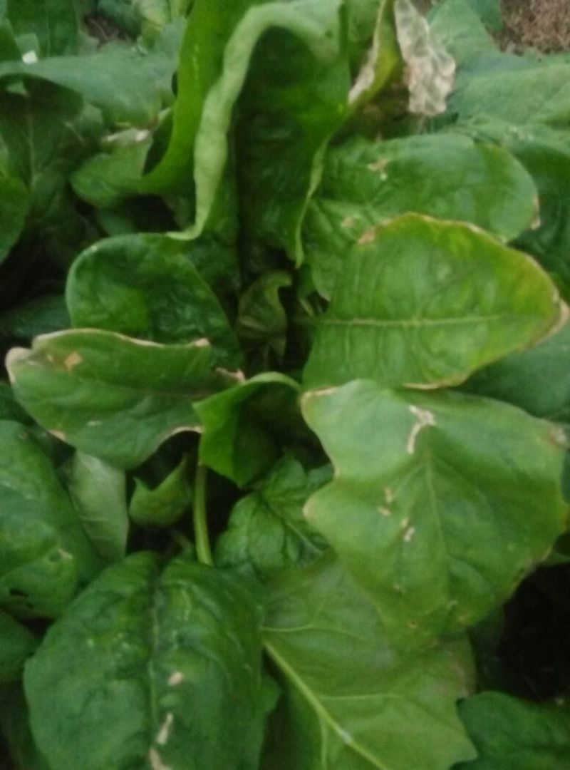 大叶菠菜20~25厘米
