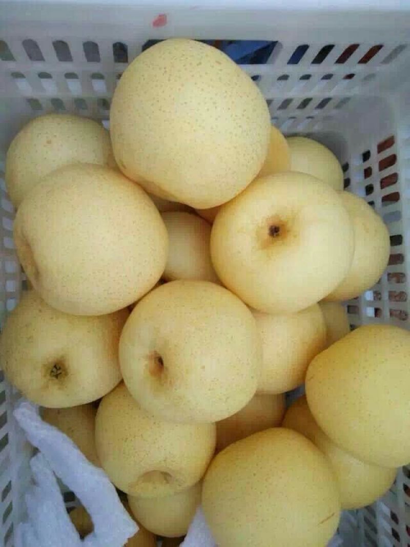 黄金梨300~350g纸箱