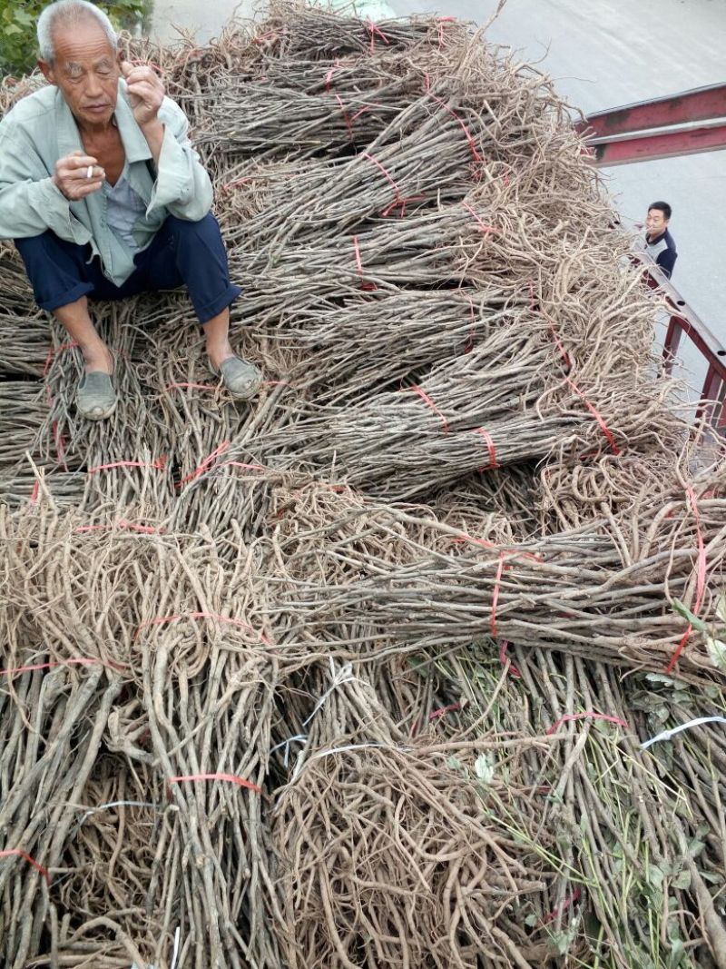 牡丹油用牡丹三年苗