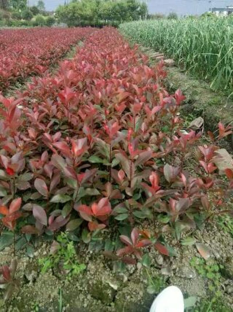 状元红桂花苗
