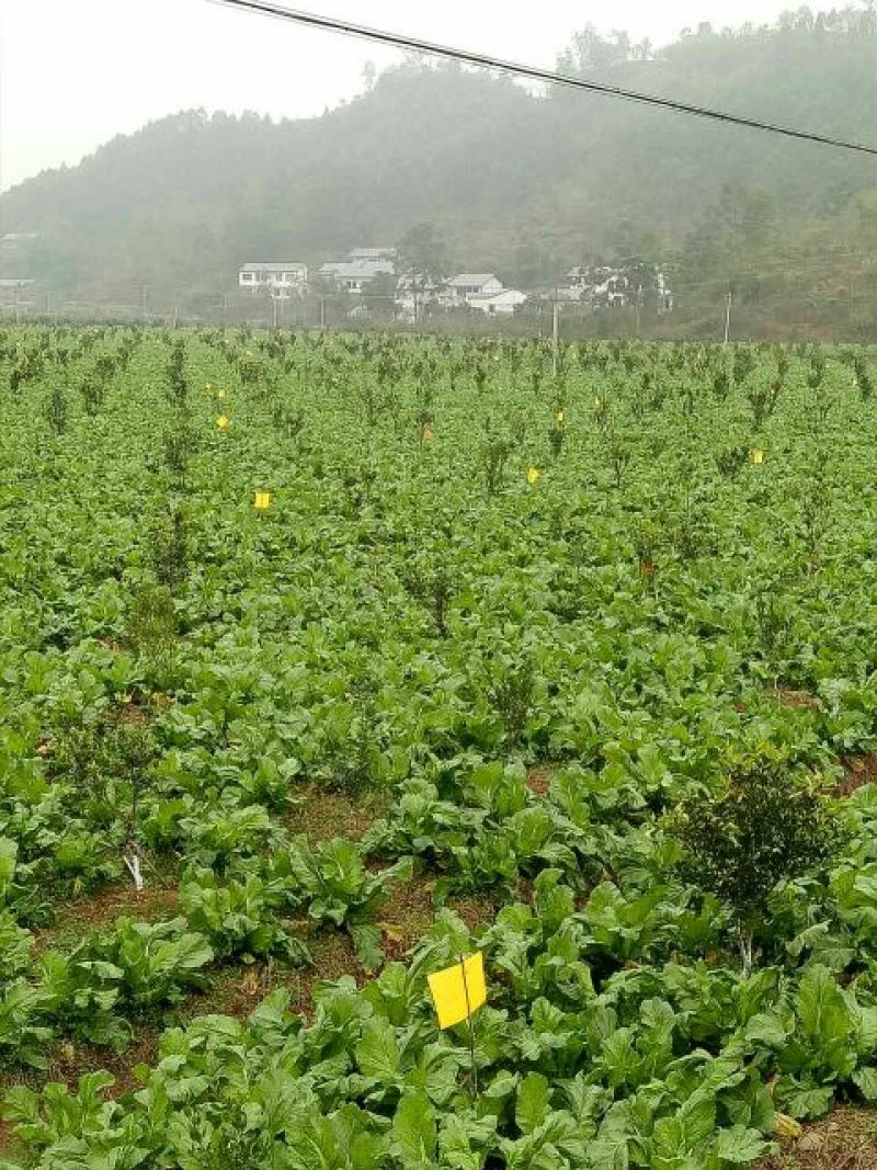 儿菜5两以上