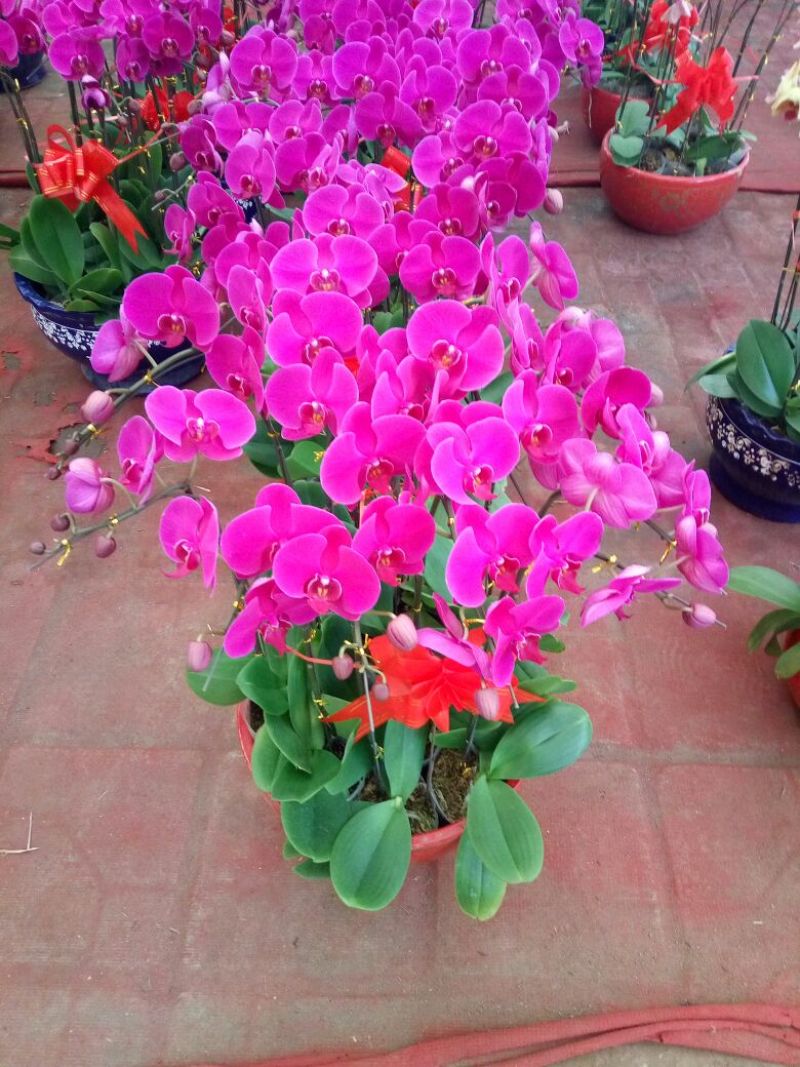 红掌
