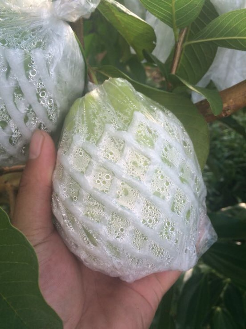 西瓜番石榴苗