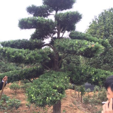 罗汉松