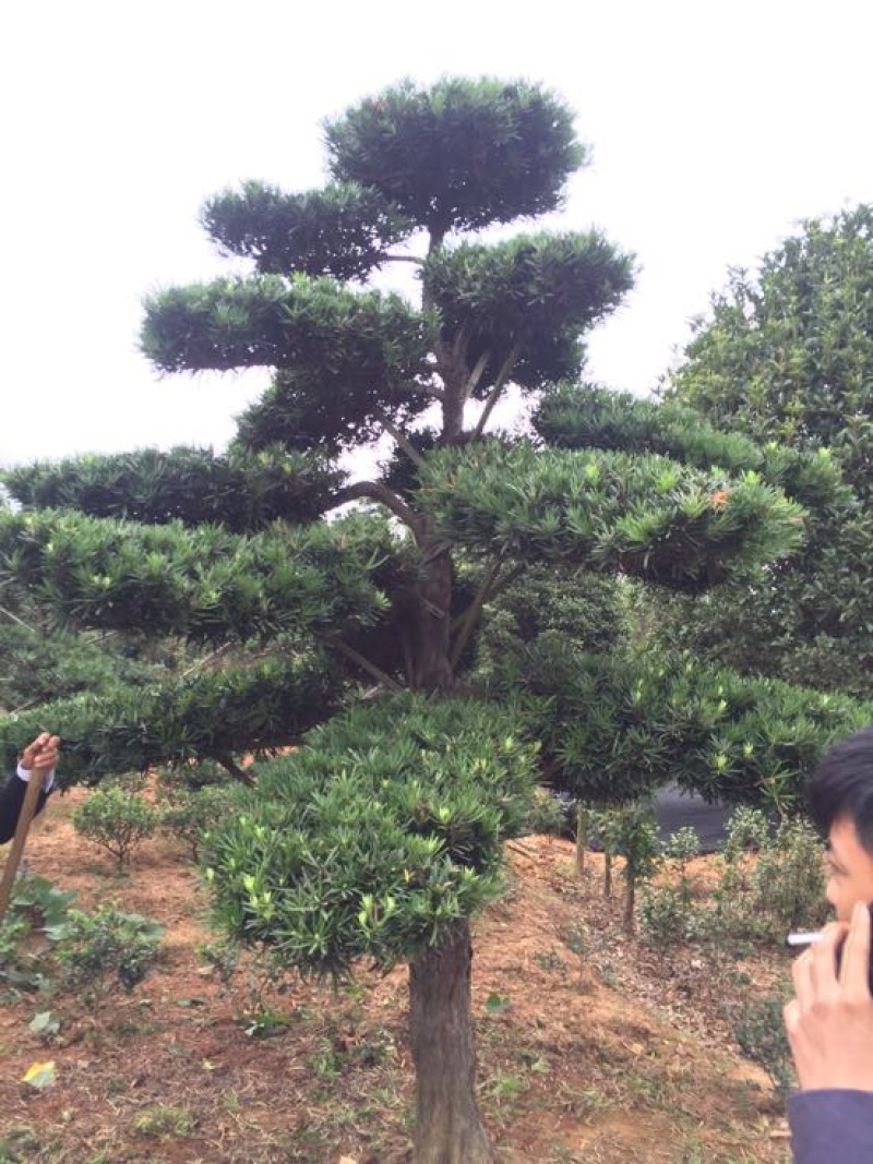 罗汉松