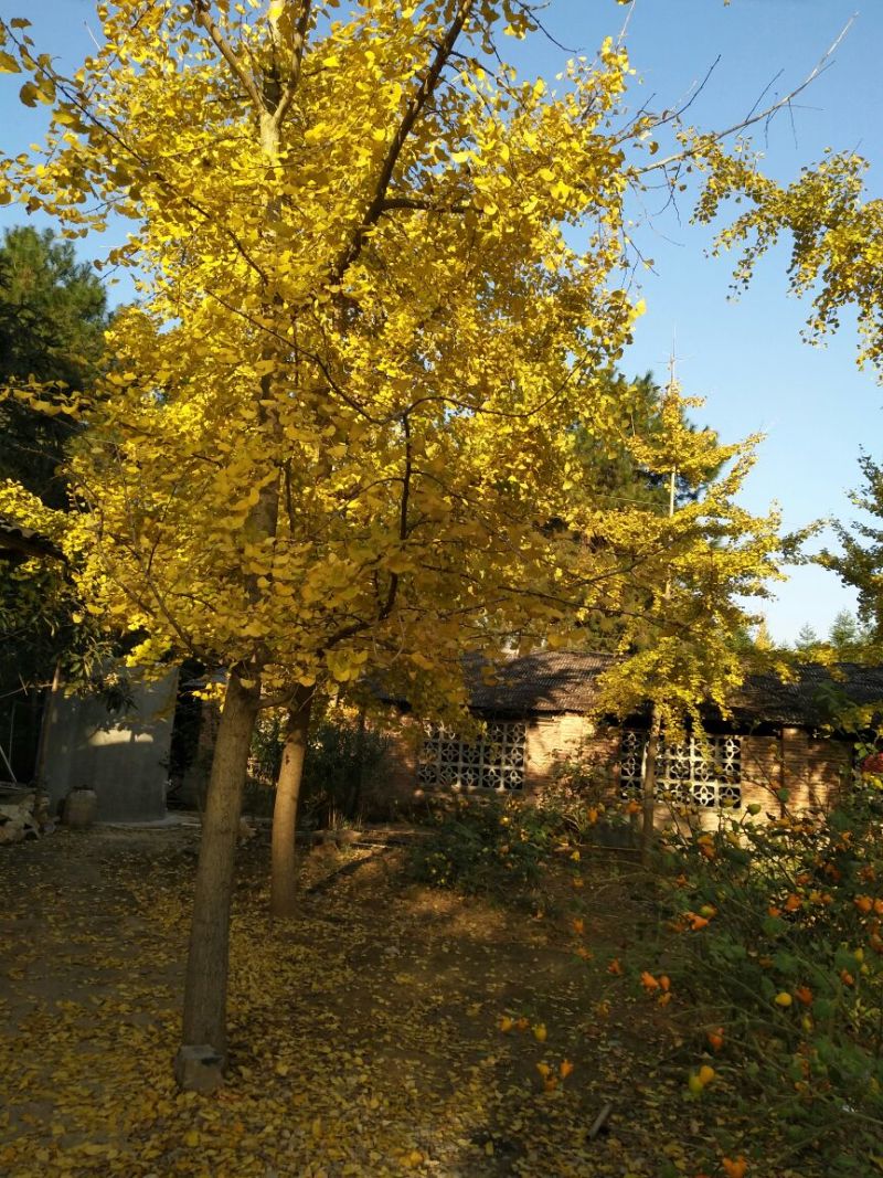 银杏果