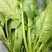 越冬菠菜15~20厘米