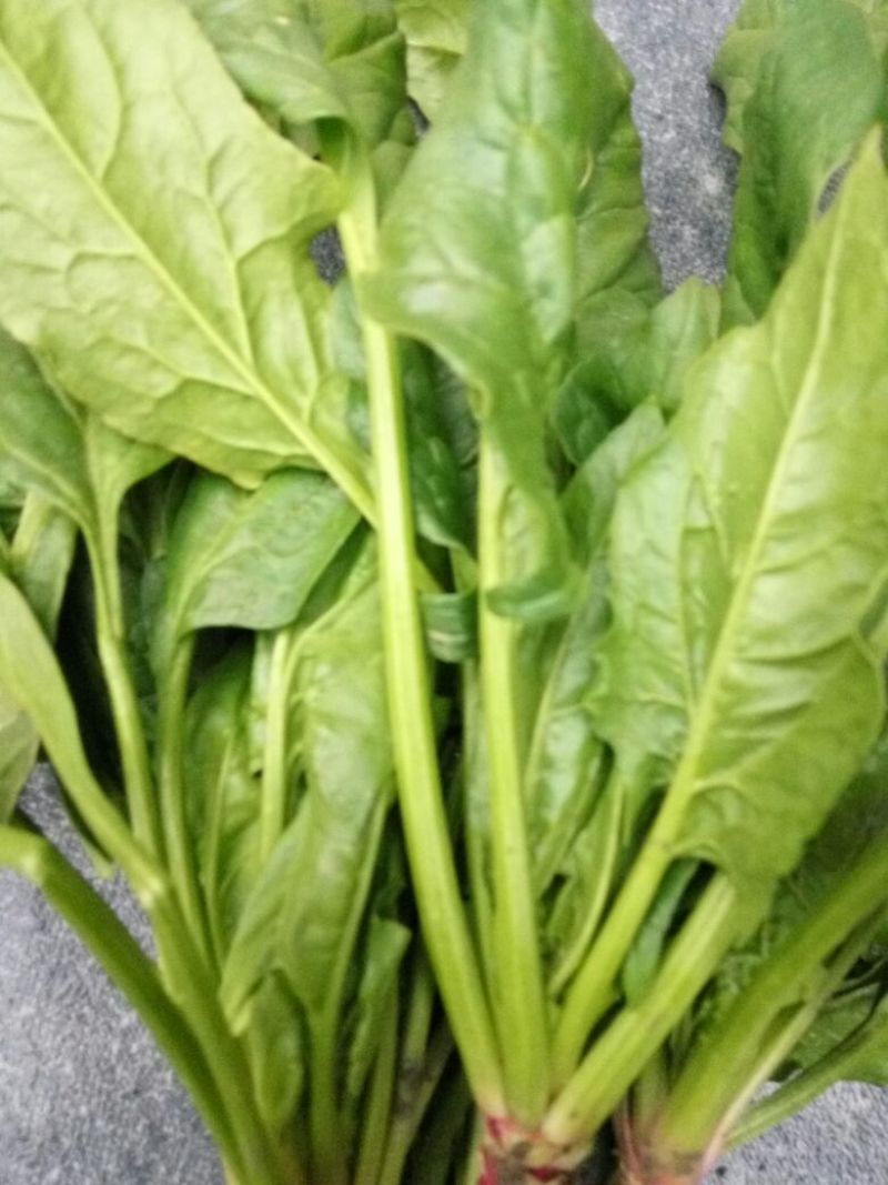 越冬菠菜15~20厘米