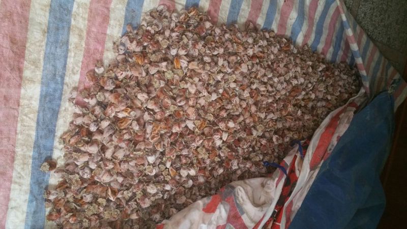 柿饼1两以下