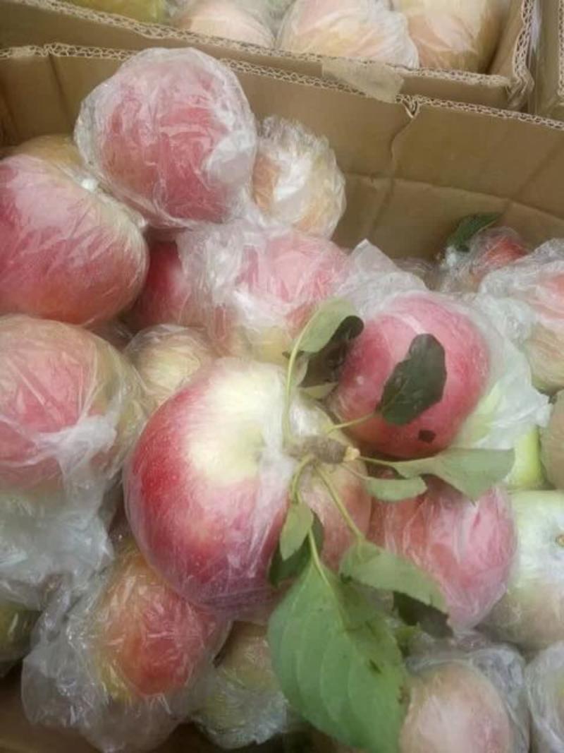 美八红露苹果80mm以上膜袋山东省沂水县大量供应
