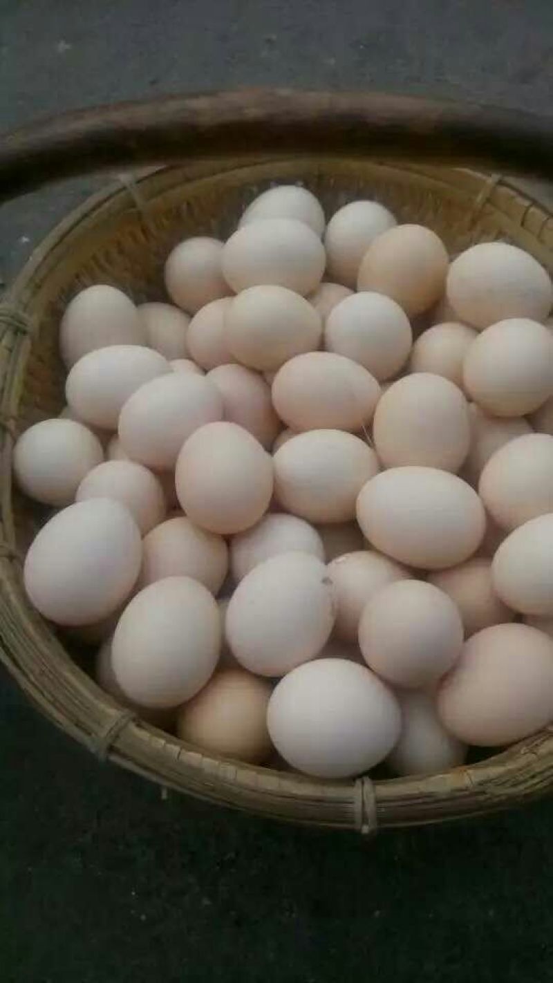 土鸡蛋食用50g以下