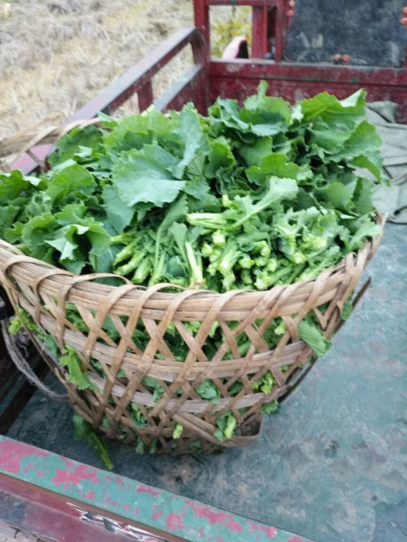油菜苔10~15厘米