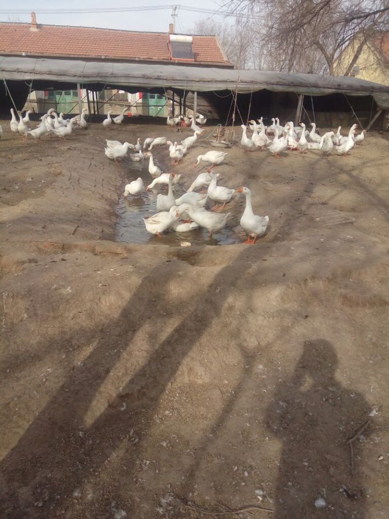 泰州白鹅鹅苗250g以上