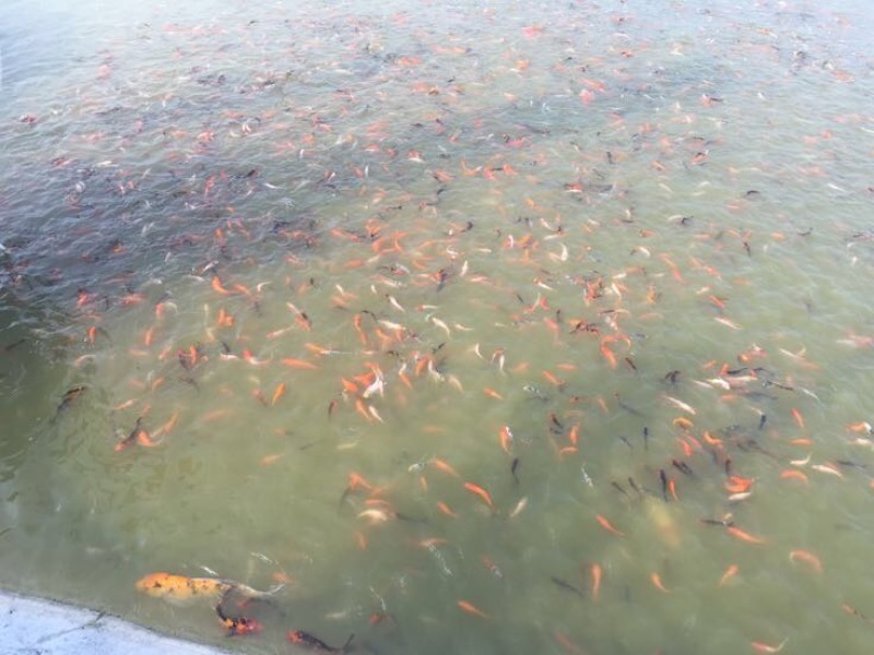 锦鲤