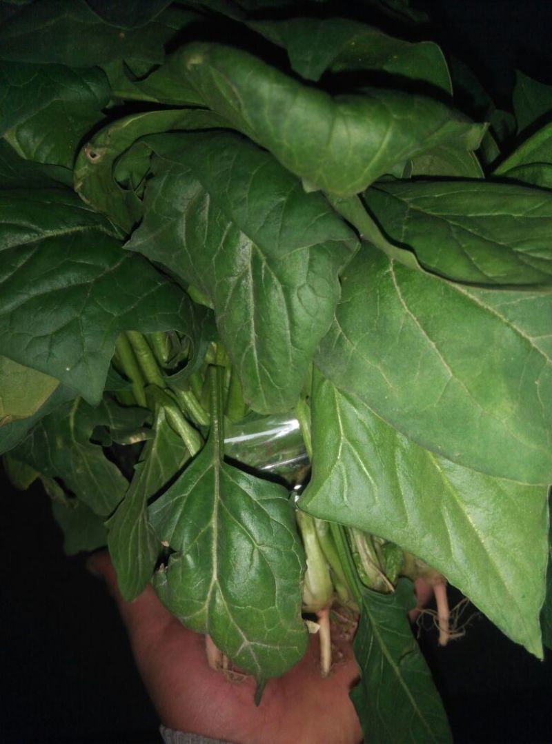 菠菜15~20厘米