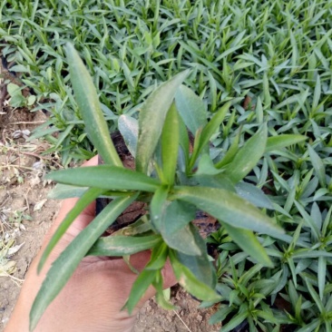 荷兰菊价格荷兰菊供应荷兰菊