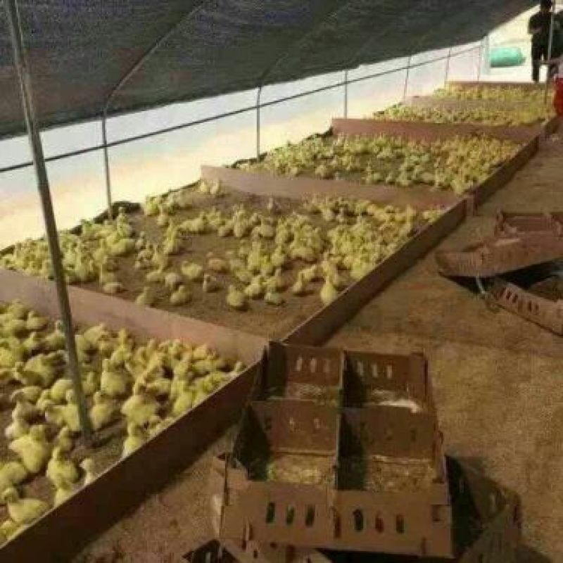 狮头鹅苗250g以下