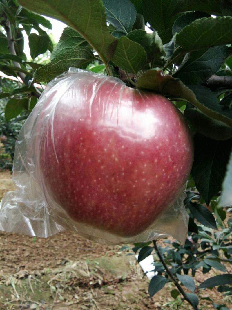 红星苹果膜袋四两以上半斤以上筐装通货和好货