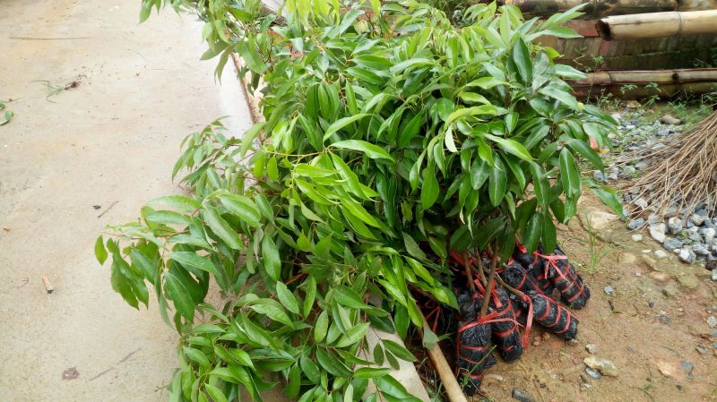果树苗荔枝苗妃子笑桂味无核荔枝苗南方种植