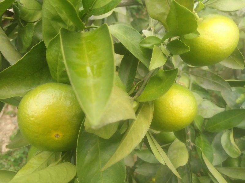 特早蜜橘5.5~6cm