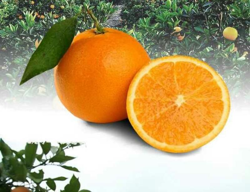 纽荷尔脐橙产地现货，价格优惠70~75mm，欢迎采购