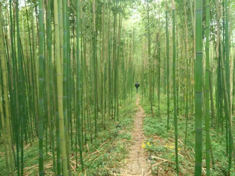 雷竹6~7m