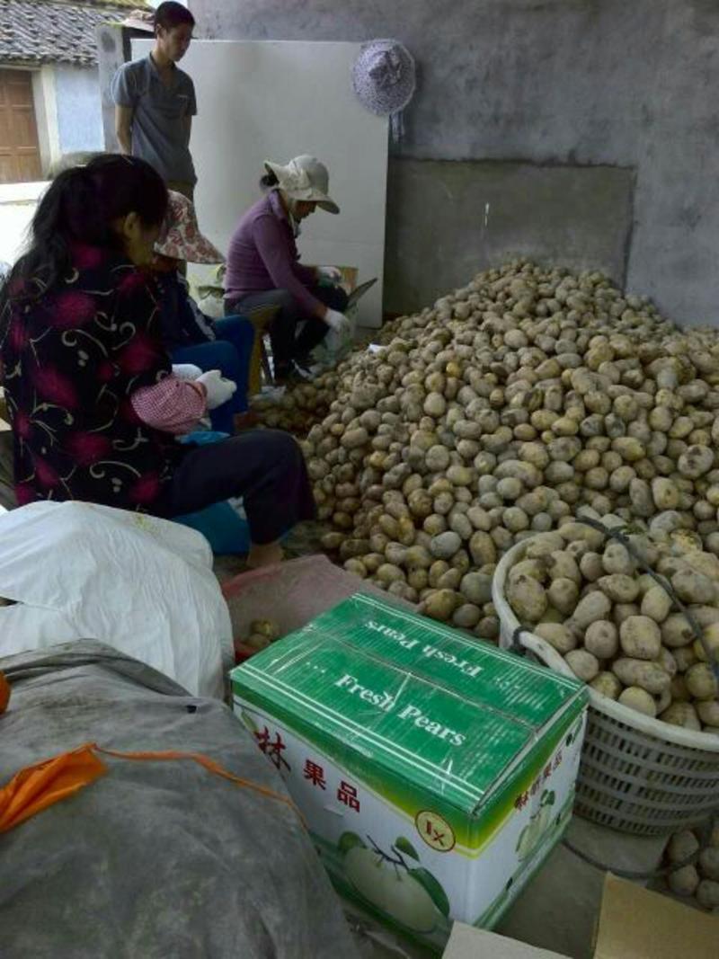 新土豆🥔2两以上精品产地直发货源充足
