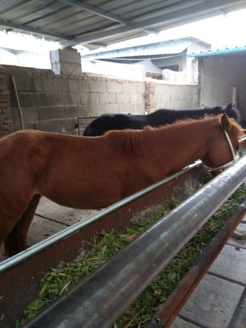 矮马100~200kg
